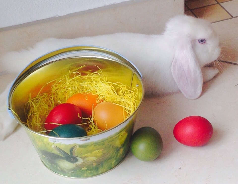 Die Gemeindeverwaltung wünscht Ihnen ein Frohes Osterfest!